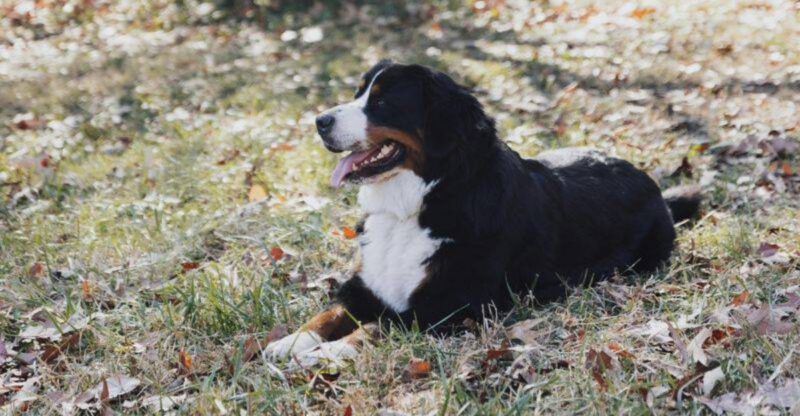 Start your search here 9 gentle dog breeds families love