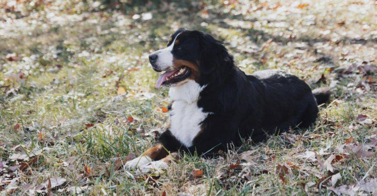 Start your search here 9 gentle dog breeds families love