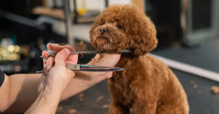 Stop doing these 10 things if you love your dog dog news