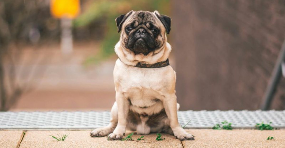 Struggling with anxiety These 13 dog breeds can truly help