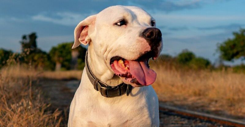 The 10 most powerful dog breeds you should know