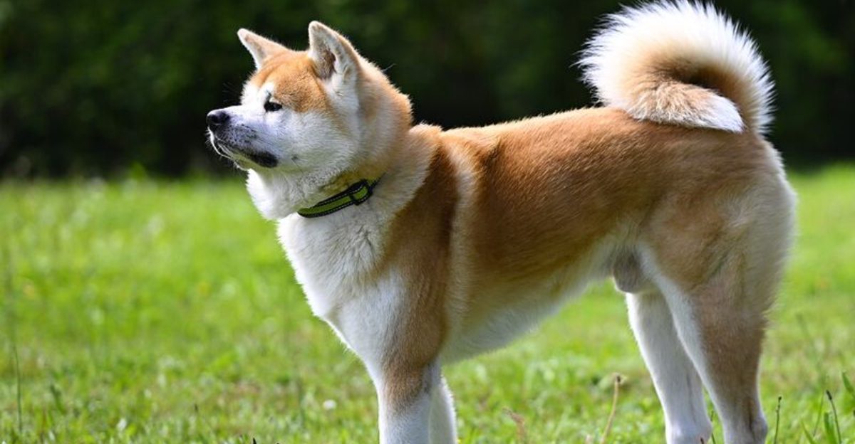 The 15 most problematic dog breeds