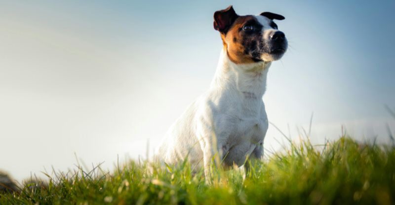 These 10 bossy dogs will run your life and love you for it