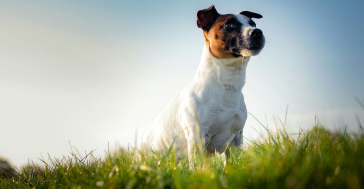 These 10 bossy dogs will run your life and love you for it