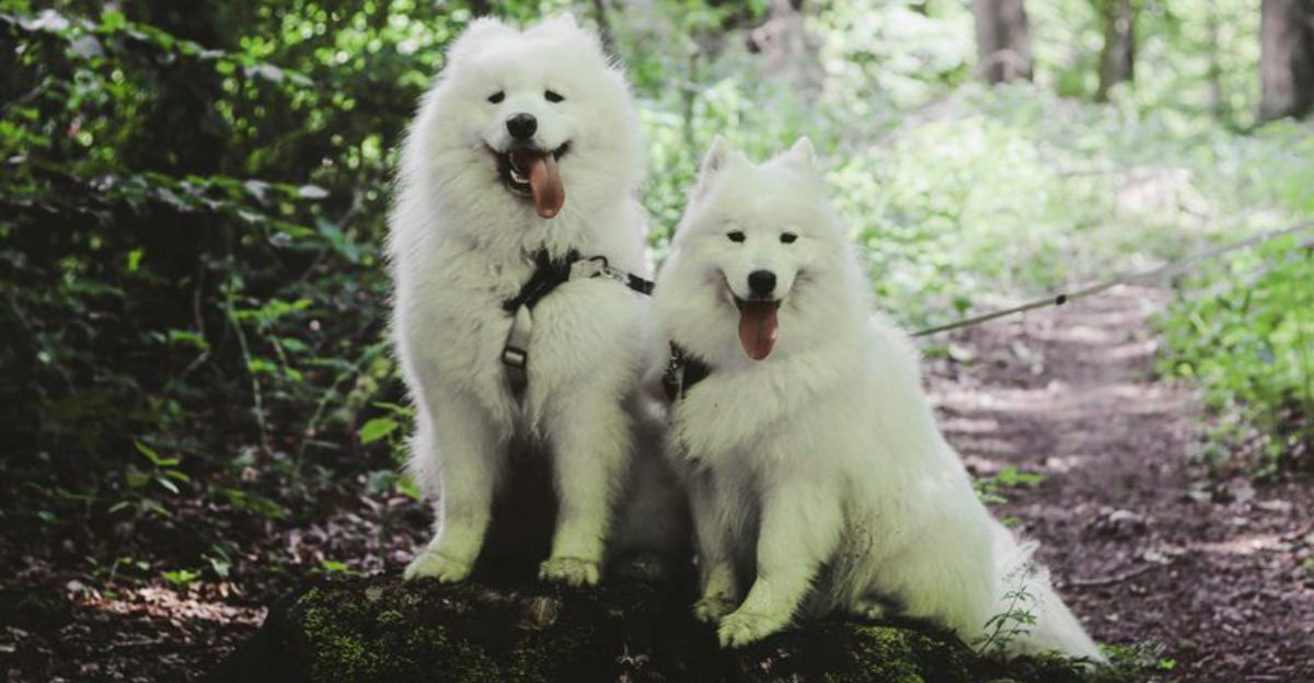 These 10 dog breeds are among the most beautiful youll ever see