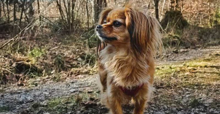 These 10 dog breeds are gaining attention for their calm energy dog news