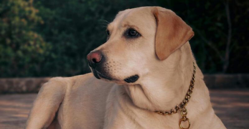 These 10 dog breeds are so obedient they feel like a dream to own