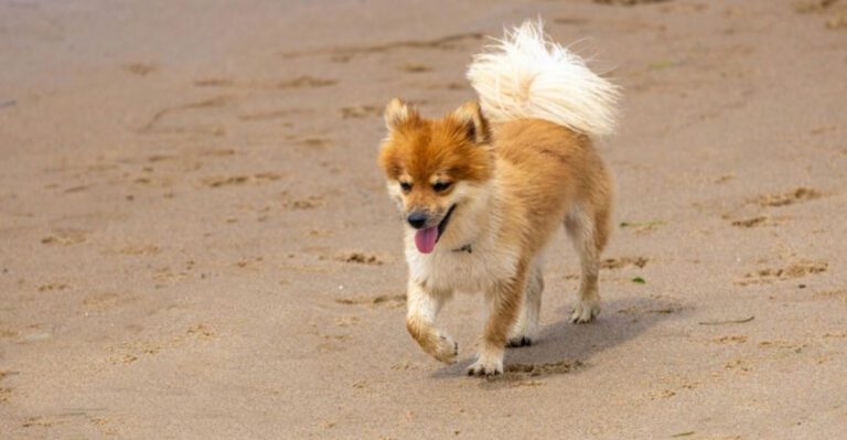 These 10 underrated dog breeds will surprise you in the best way dog news