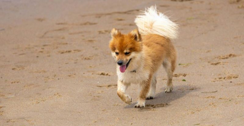 These 10 underrated dog breeds will surprise you in the best way