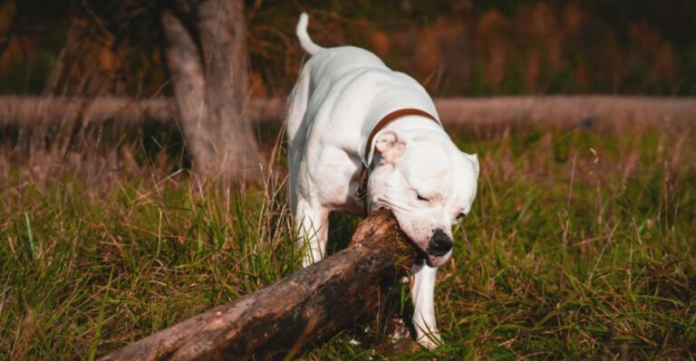 These 11 breeds are recognized for their strong bite force dog news