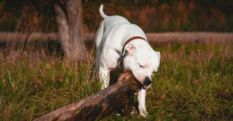 These 11 breeds are recognized for their strong bite force