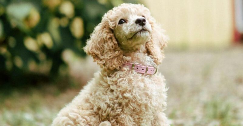 These 11 dog breeds are winning over trainers everywhere