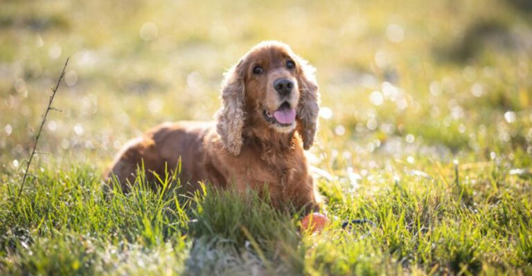 These 11 dogs are the perfect match for a happy low stress retirement dog news