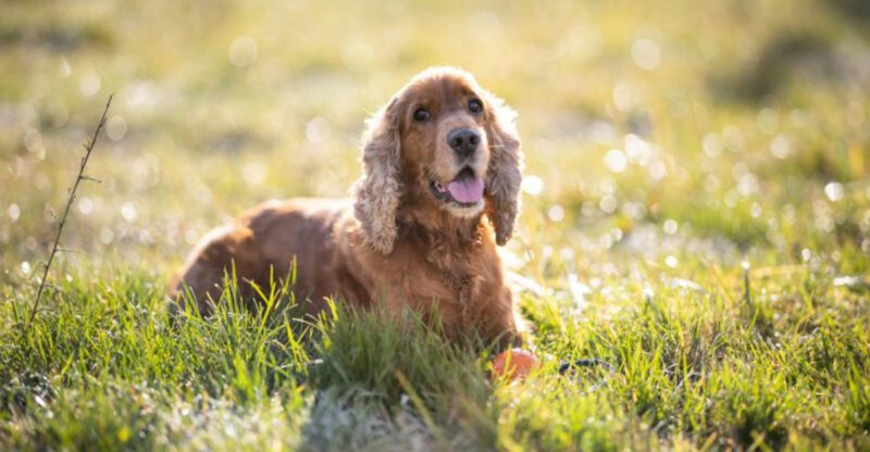 These 11 dogs are the perfect match for a happy low stress retirement