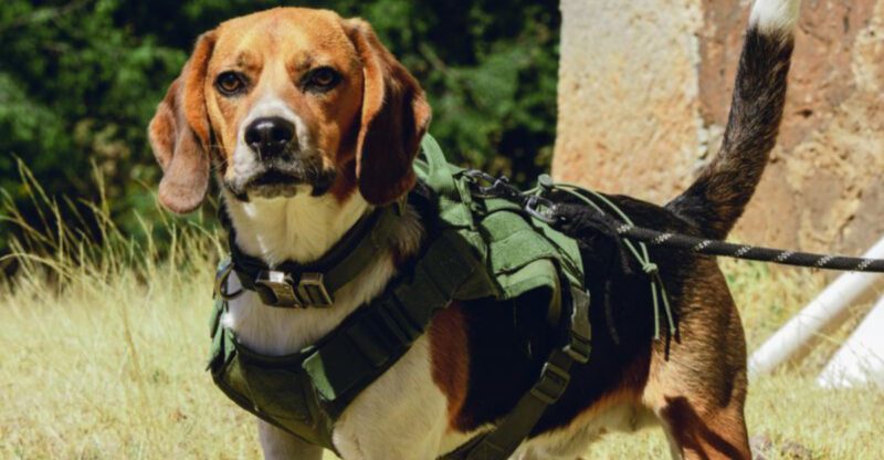 These 11 dogs can find anything even what you thought was gone