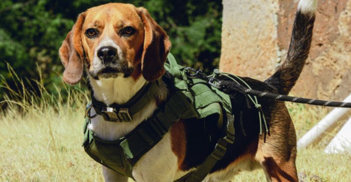 These 11 dogs can find anything even what you thought was gone