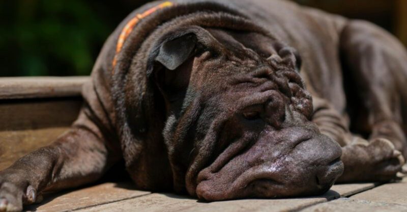 These 11 dogs may break your heart with their health issues
