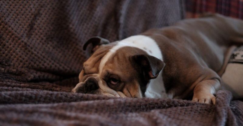 These 11 laid back dog breeds were made for sofa life