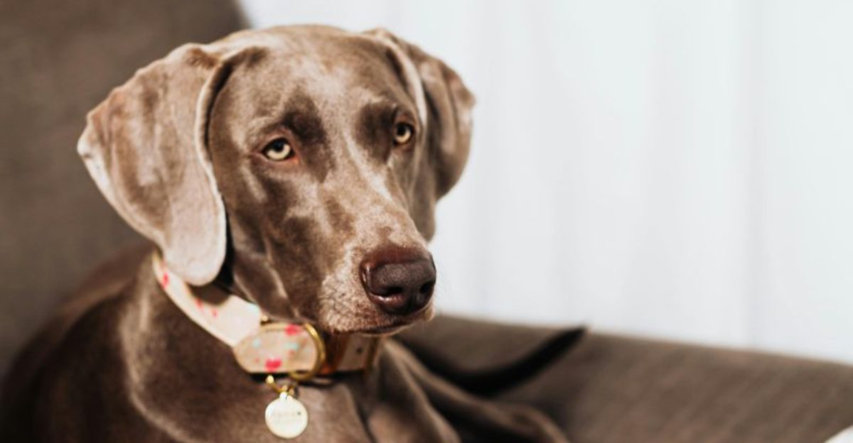 These 12 big breeds are ideal if you cant stand the mess