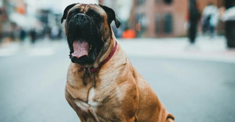 These 12 cute looking dogs rank among the most dangerous statistically