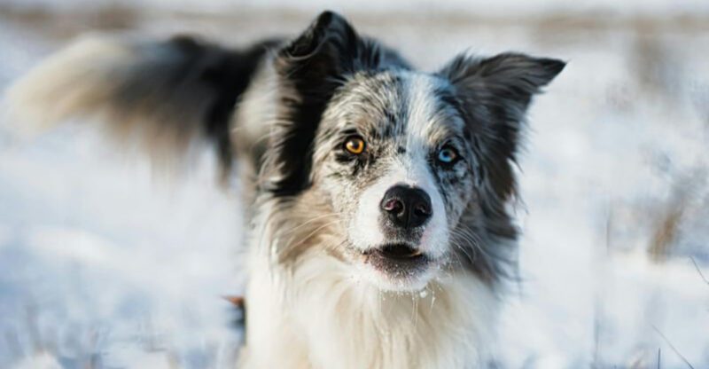 These 12 dog breeds act so much like people its almost unreal