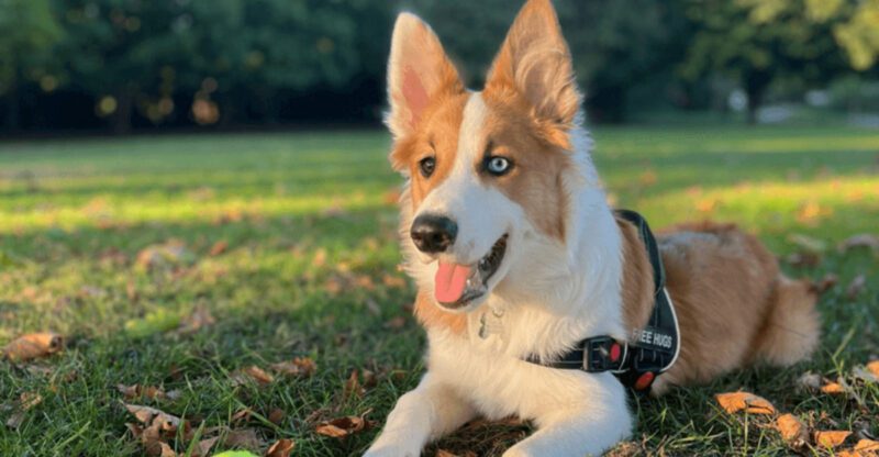 These 12 dog breeds are popular among highly intelligent owners
