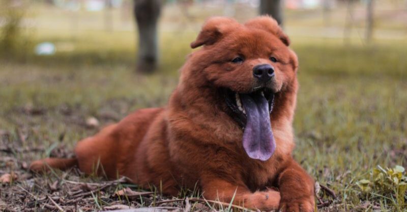 These 12 dog breeds dont like sharing your attention