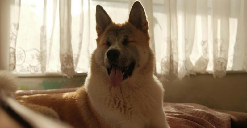 These 12 dogs are built for the wild and made for rough country life