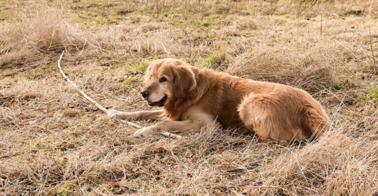 These 12 dogs are gentle and unlikely to show aggression dog news