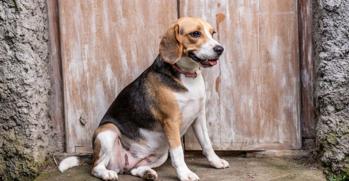 These 13 breeds love freedom so much they forget every command
