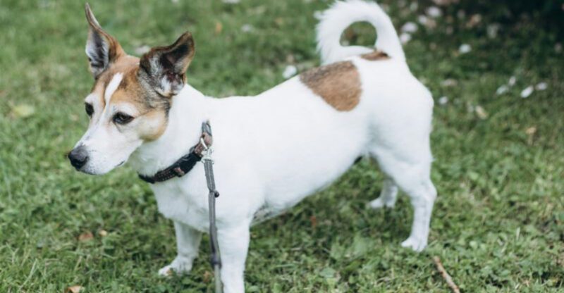 These 13 breeds often have difficulty sharing space with other pets