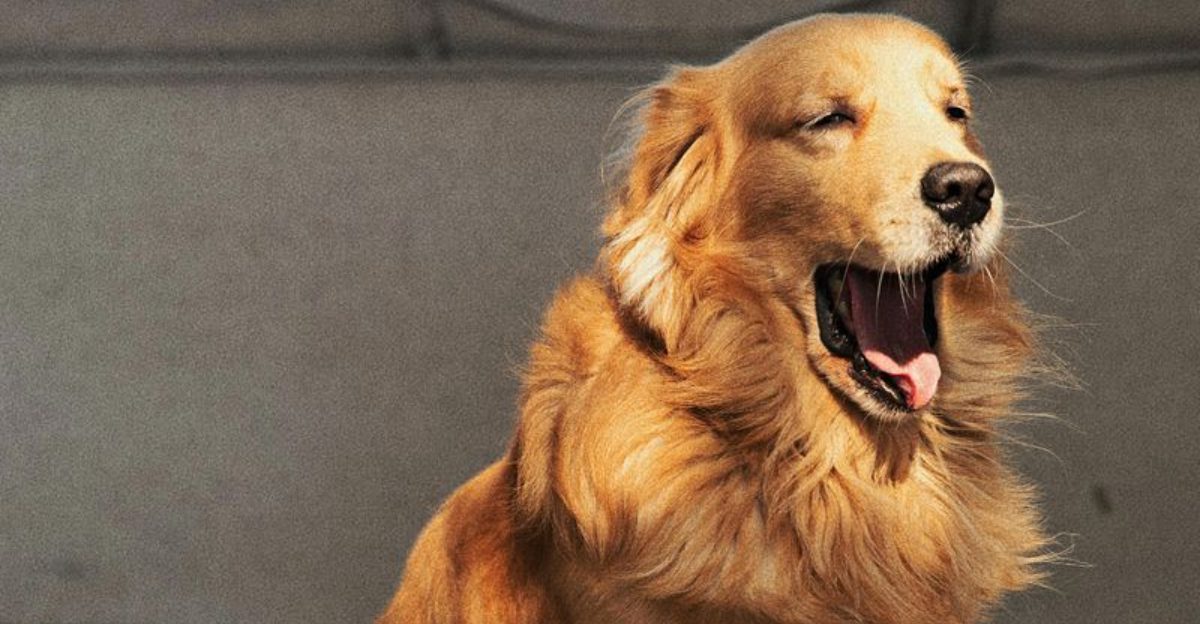 These 13 classic breeds are still loved by dog owners everywhere