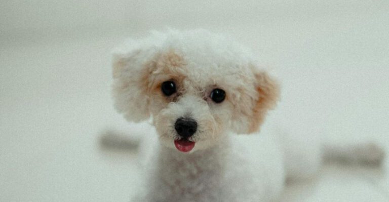 These 13 dogs are known for their remarkably long lives dog news