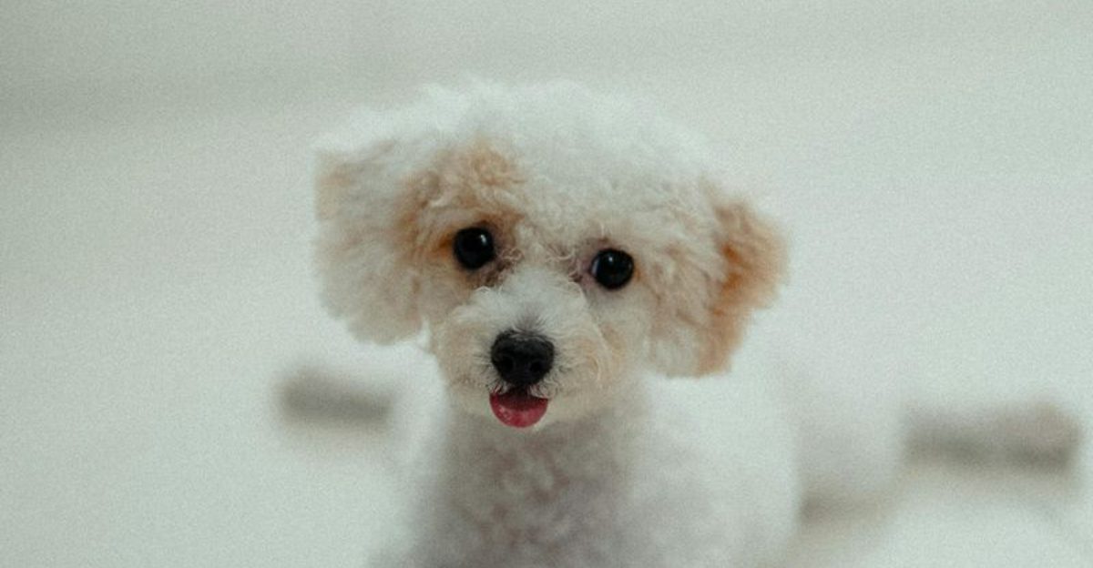 These 13 dogs are known for their remarkably long lives