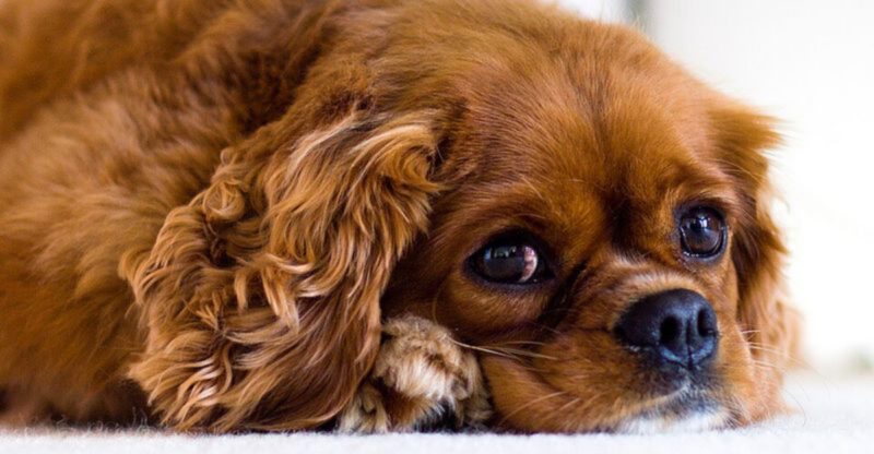 These 13 dogs are lovable but not great guards