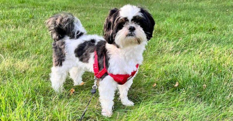 These 13 dogs are lovable but not known for intelligence