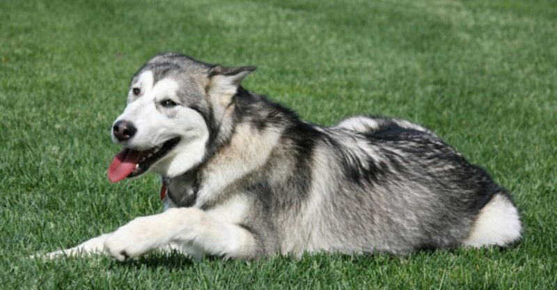 These 13 dogs are tough to train but heres what works