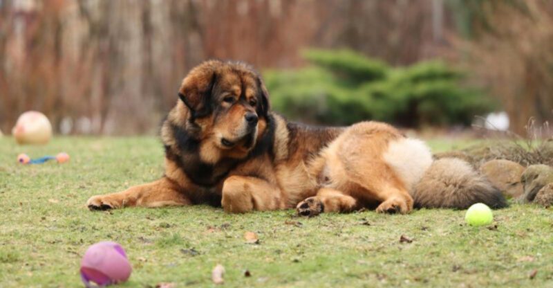 These 13 dogs arent big on snuggles