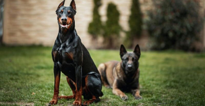 These 13 short haired dog breeds are loved for their charm and simplicity