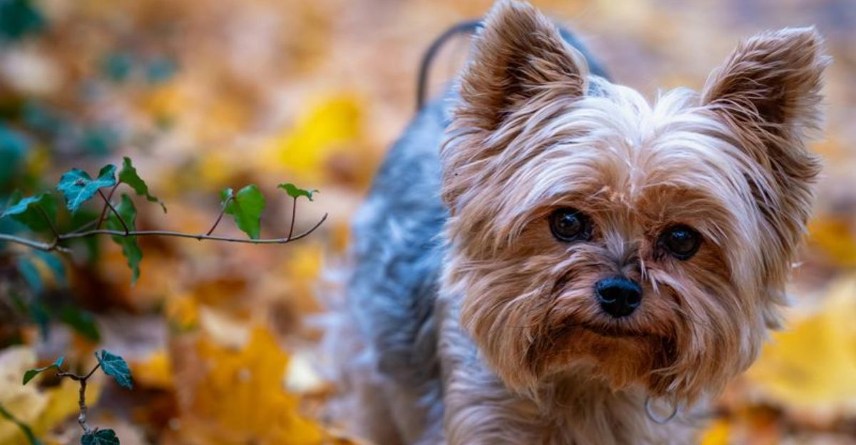 These 14 dog breeds are stolen more often than you might