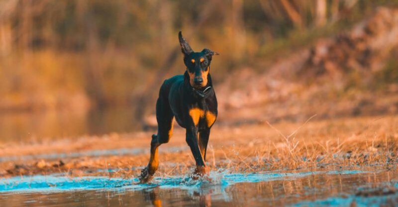 These 14 dog breeds will connect with you on a whole different level