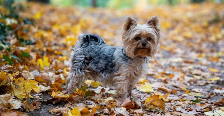 These 15 dog breeds rank among the cutest youll ever see dog news