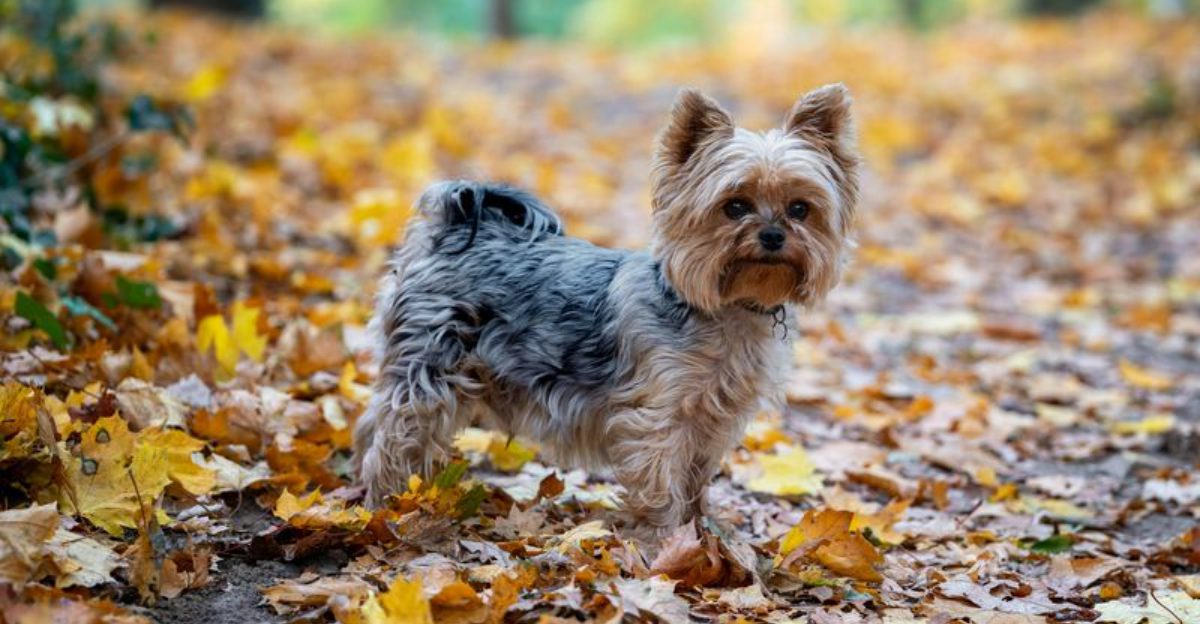 These 15 dog breeds rank among the cutest youll ever see