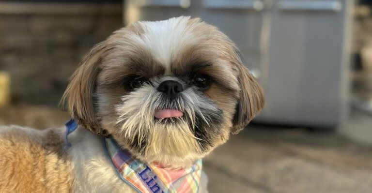 These 15 dog breeds want nothing to do with water dog news