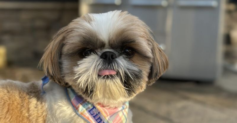 These 15 dog breeds want nothing to do with water