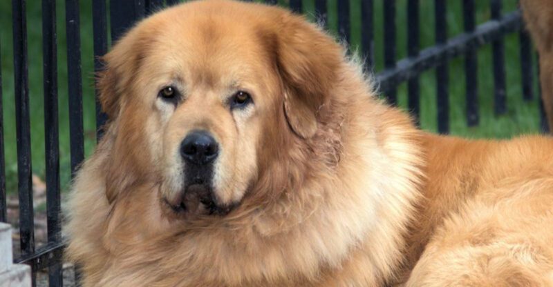 These 15 giant dog breeds look impressive but experts say theres more to know