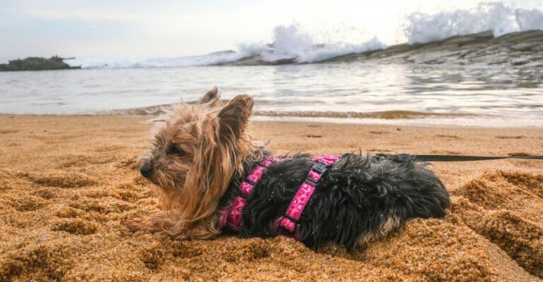 These are 10 warning signs you should reconsider getting a Yorkie dog news