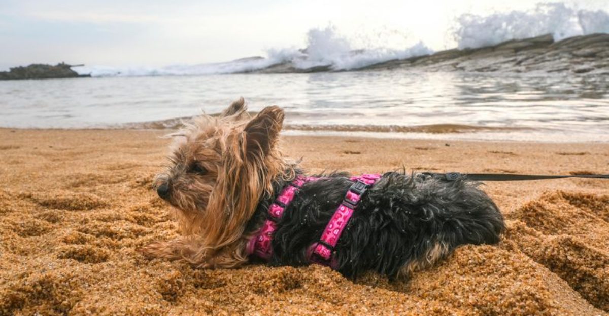 These are 10 warning signs you should reconsider getting a Yorkie