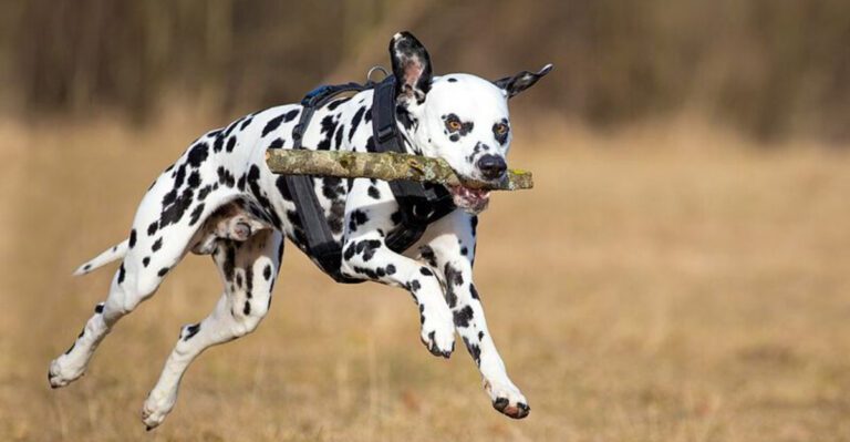 They look sweet but these 11 dogs are full of surprises dog news