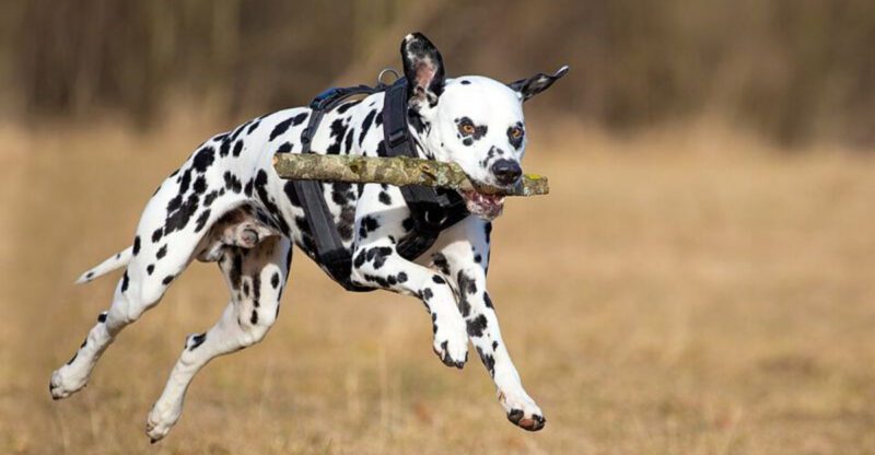 They look sweet but these 11 dogs are full of surprises